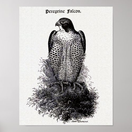 Peregrine Falcon Vintage Bird Illustration Poster