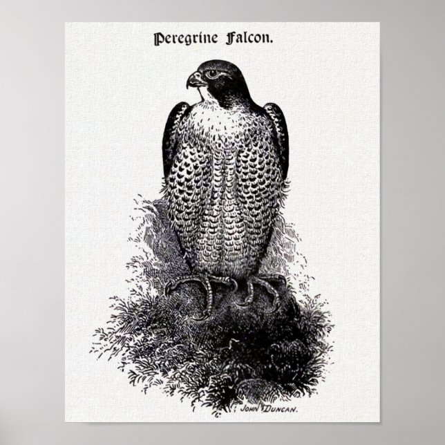Peregrine Falcon Vintage Bird Illustration Poster (Front)
