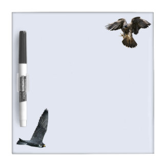 Peregrine Falcons in flight Small dry-erase board