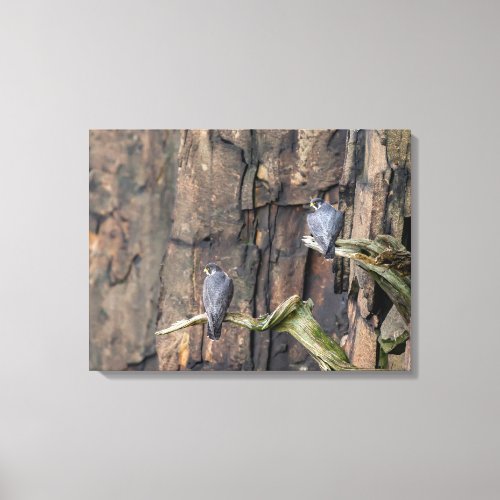 Peregrine Falcons On The Rocks Canvas Print