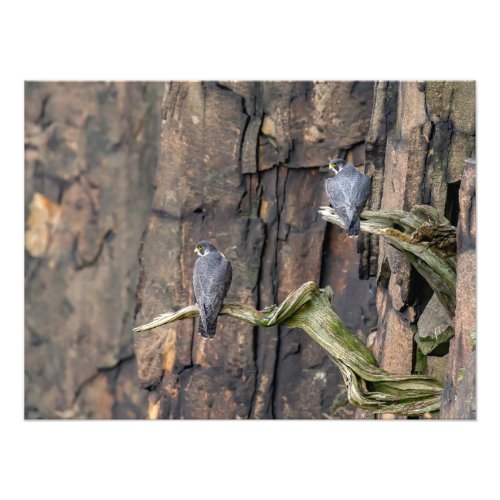 Peregrine Falcons On The Rocks Photo Print