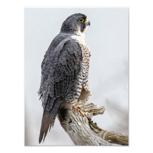 Peregrine Falcons Perched Photo Print