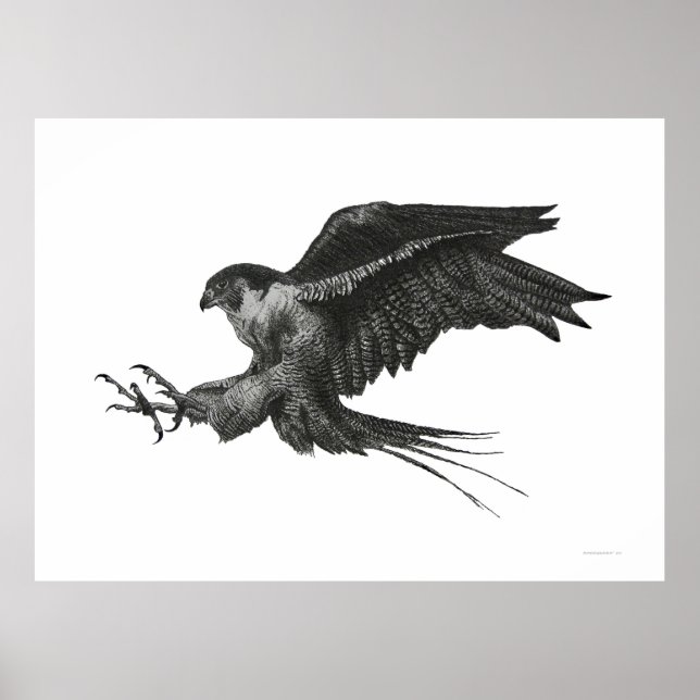 Peregrine Hawk Black White Pen and Ink Poster (Front)