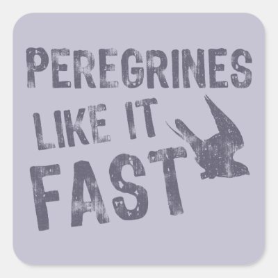 Peregrines Like It Fast Square Sticker