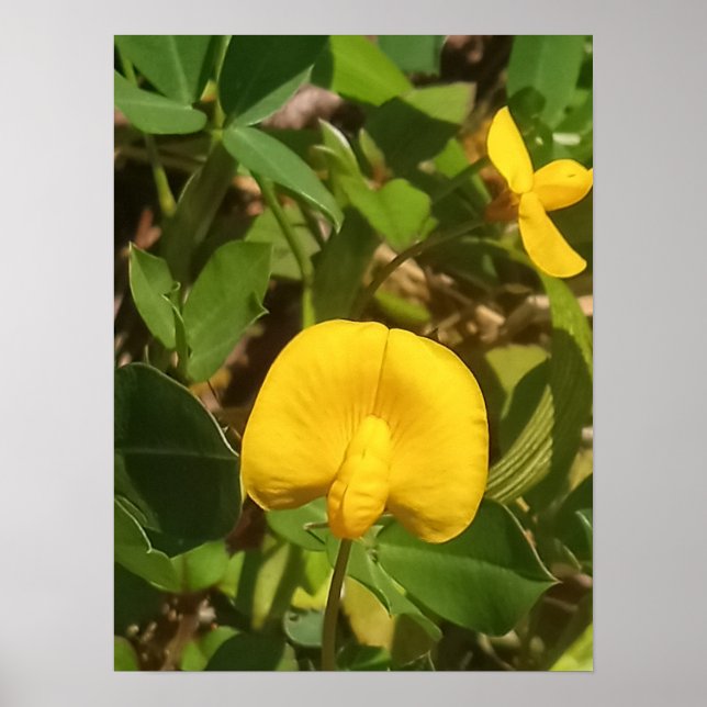 Perennial Peanut Plant Big Island Hawaii Poster (Front)