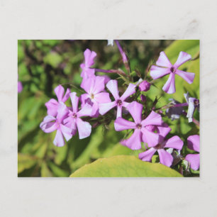 Perennial Phlox # 1 Postcard