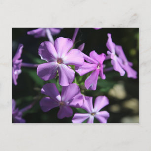 Perennial Phlox # 2 Postcard