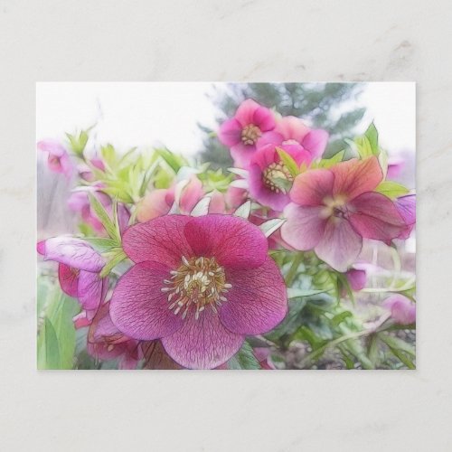Perennial Plants _ Purple Hellebore Postcard