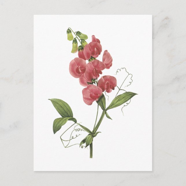 perennial sweet pea by Redouté Postcard (Front)