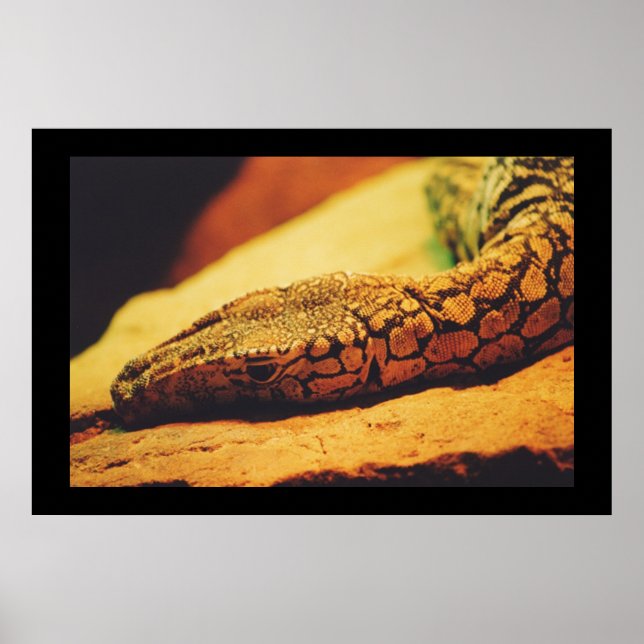 Perentie Poster (Front)
