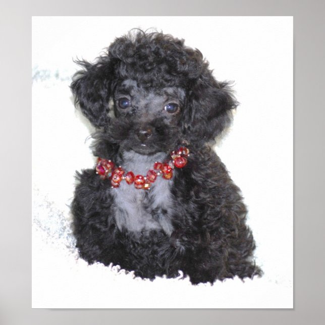Perfect Black Toy Poodle Puppy Poster (Front)