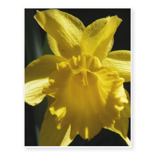 Perfect Daffodil Temporary Tattoos (Front)