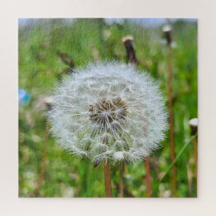 Perfect Dandelion – Botanical Macro Photography Jigsaw Puzzle