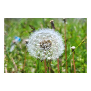 Perfect Dandelion – Botanical Macro Photography Photo Print