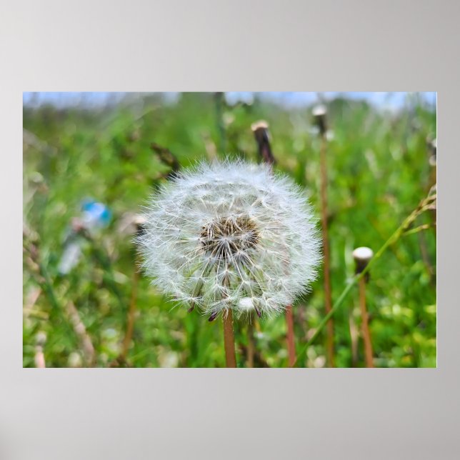 Perfect Dandelion – Botanical Macro Photography Poster (Front)