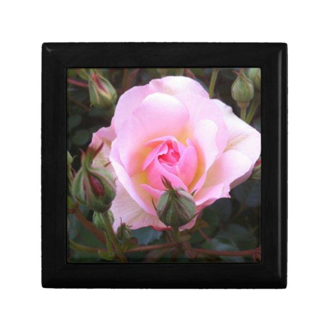 Perfect English Pink Rose Gift Box (Front)