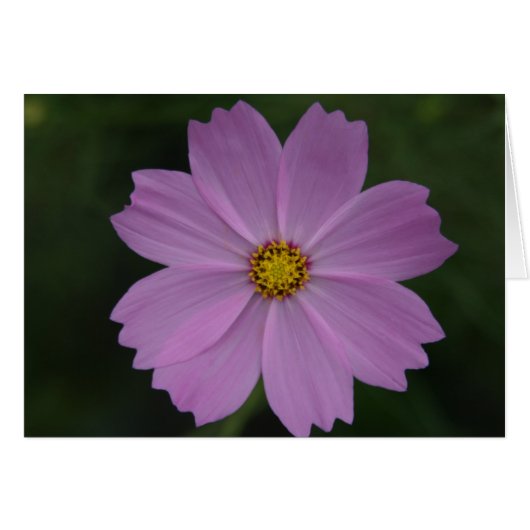 perfect flower cards (Front Horizontal)