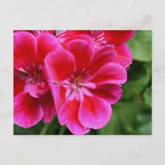 Perfect geranium postcard