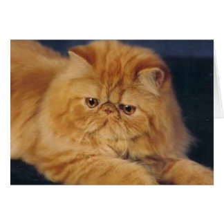 Perfect Ginger Cat Cards