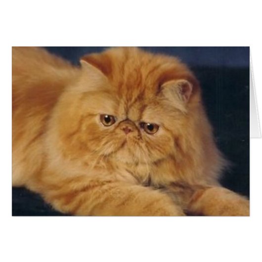 Perfect Ginger Cat Cards (Front Horizontal)