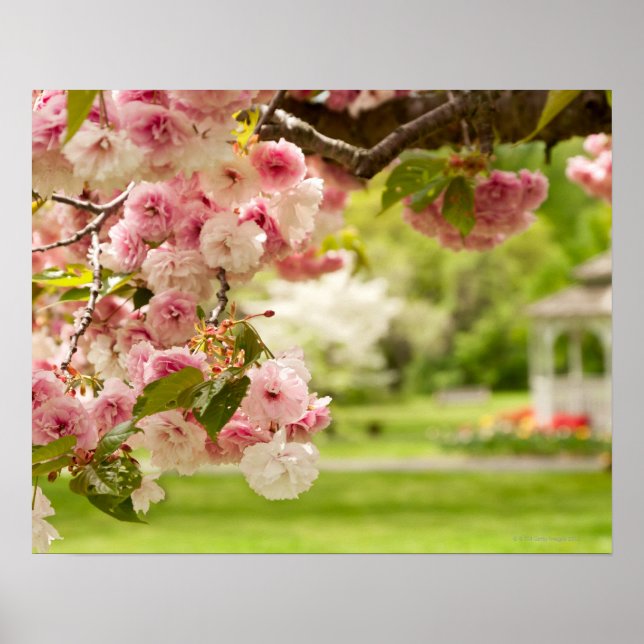 Perfect landscaping with blooming cherry tree in poster (Front)