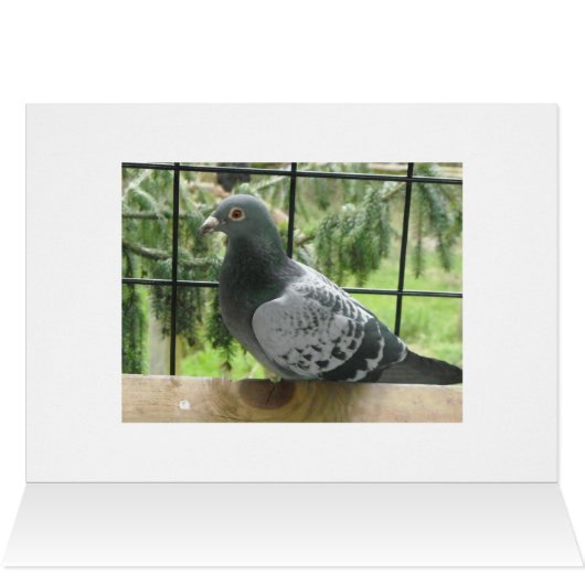 Perfect Pigeon (Inside Horizontal (Top))