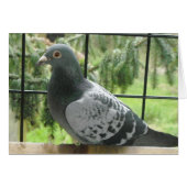 Perfect Pigeon (Front Horizontal)