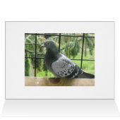 Perfect Pigeon Cards (Inside Horizontal (Top))