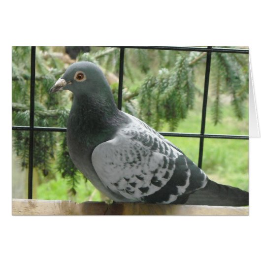 Perfect Pigeon Cards (Front Horizontal)