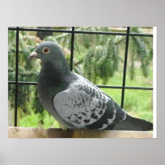 Perfect Pigeon print