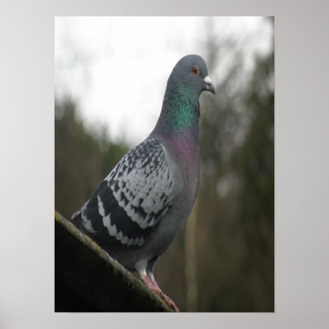 Perfect Pigeon Print (Front)