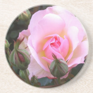 Perfect pink English Rose   Coaster
