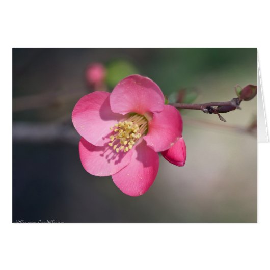 Perfect Pink Flowering Quince Cards (Front Horizontal)