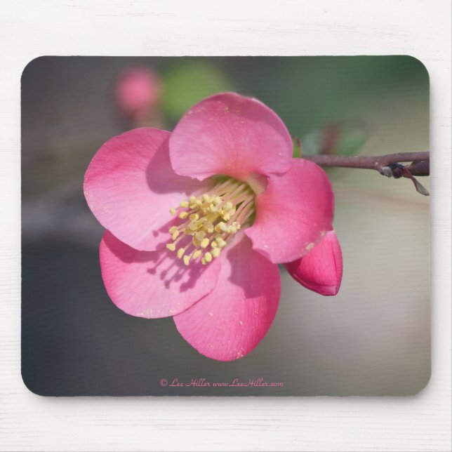 Perfect Pink Flowering Quince Mouse Pad (Front)