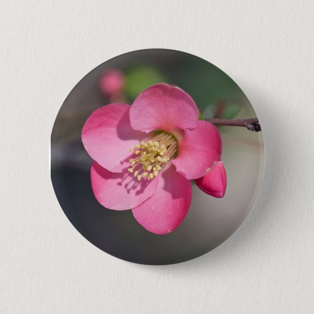 Perfect Pink Flowering Quince Pinback Button (Front)