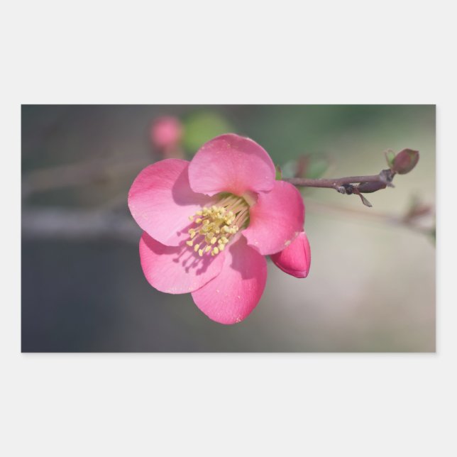 Perfect Pink Flowering Quince Rectangular Sticker (Front)