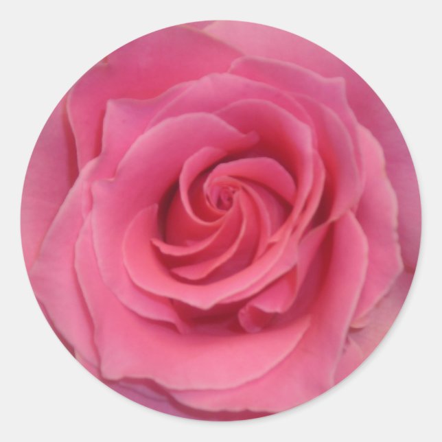 Perfect Pink Rose Classic Round Sticker (Front)