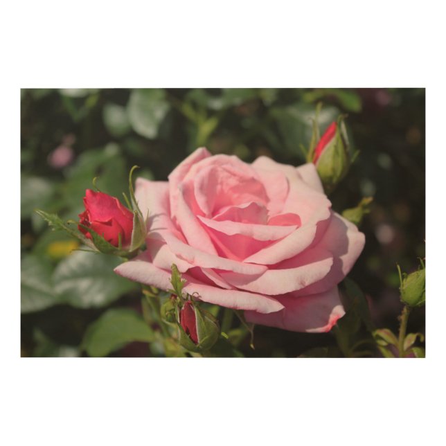 perfect pink rose flower and bud photo art work. (Front)