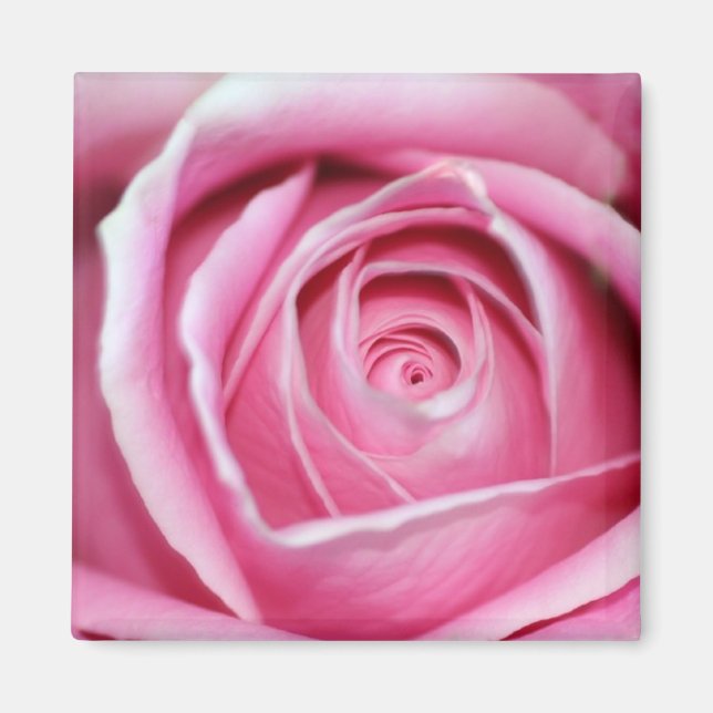 Perfect Pink Rose Magnet (Front)