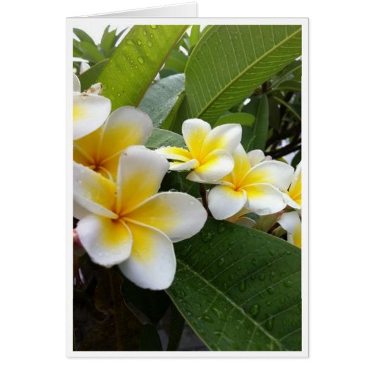 Perfect Plumeria (Front)
