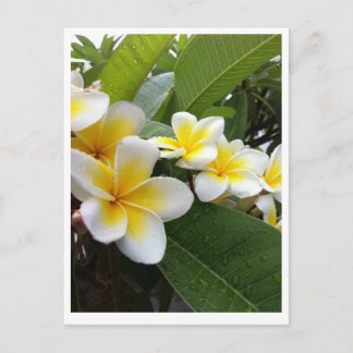 Perfect Plumeria Postcard