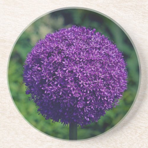 Perfect Purple Allium Flower Aesthetic Coaster