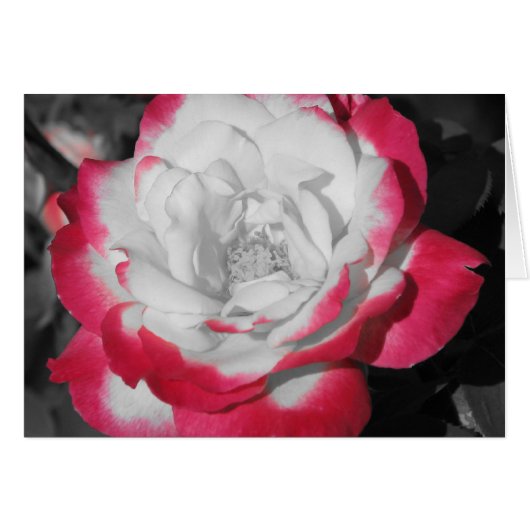 Perfect Rose Cards (Front Horizontal)