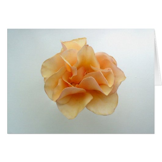 Perfect Rose Cards (Front Horizontal)