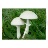 Perfect Whiecouple, Mushrooms (Front Horizontal)