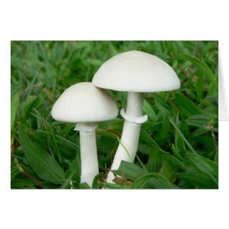 Perfect Whiecouple, Mushrooms Cards
