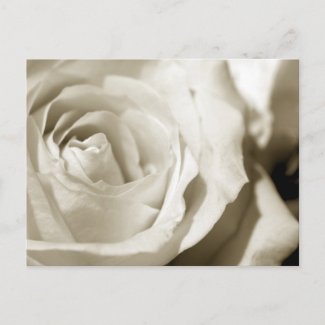 Perfect white rose postcard