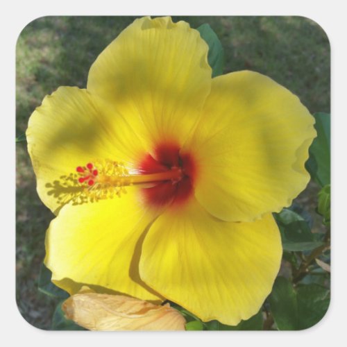 Perfect Yellow Hibiscus Flower square sticker