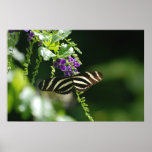 Perfect Zebra Butterfly Poster