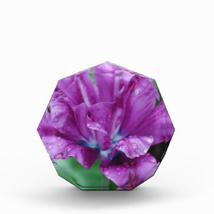 Perfectly Purple Parrot Tulip Acrylic Award
